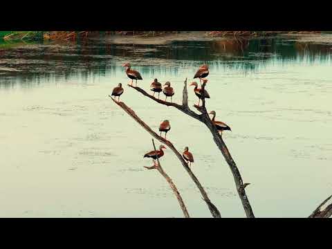 Rice Fields in Bagaces, Guanacaste