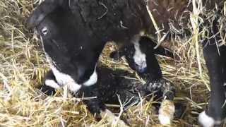 Zwartbles Lambing