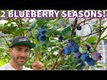 This Simple Tip Will DOUBLE Your BLUEBERRY HARVEST