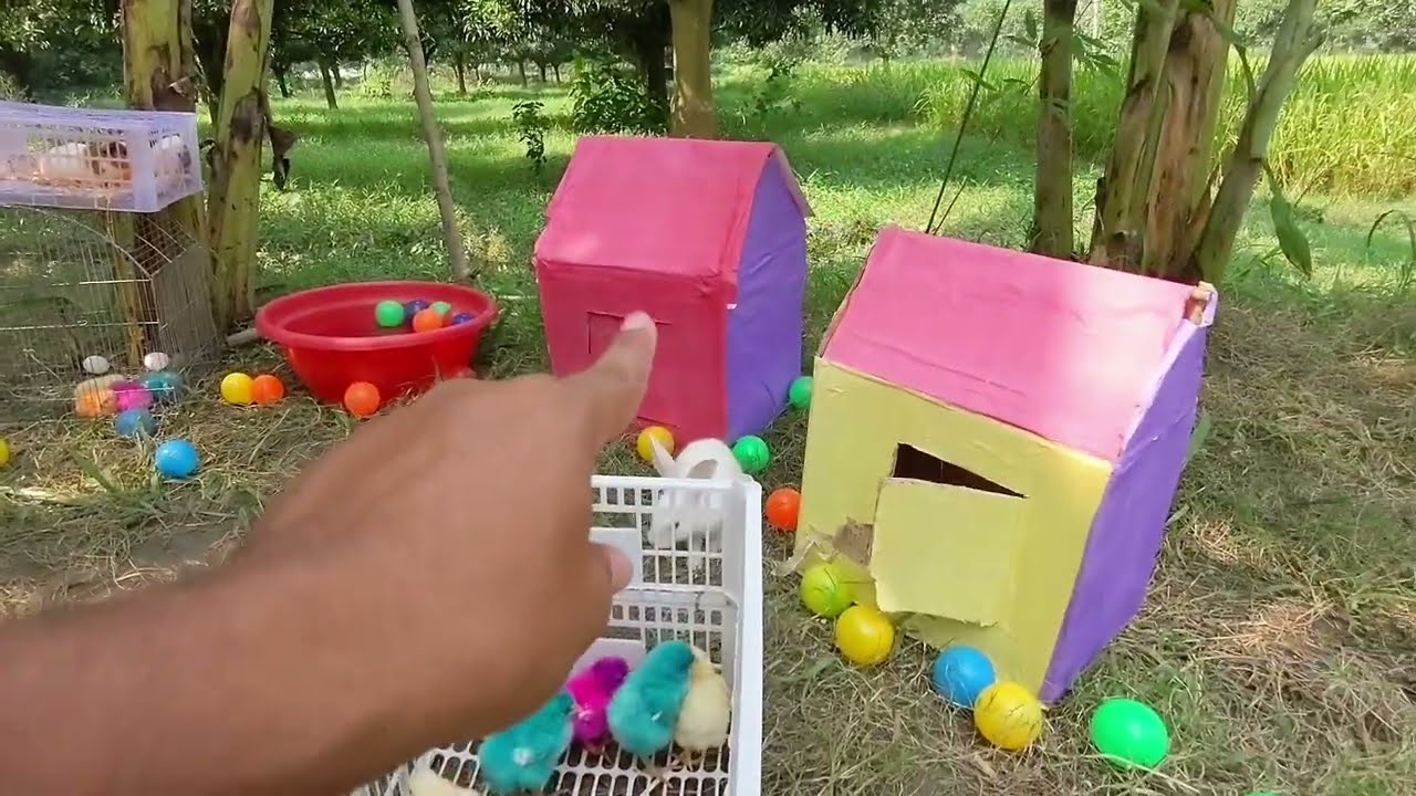 Tangkap Ayam Lucu, Ayam Warna Warni, Ayam Rainbow Gokil, Kelinci, Kucing Lucu, Bebek, Hewan Lucu #02