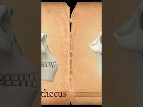 The Origin of Species Decoding Charles Darwin's Groundbreaking Theory! || history