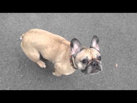 Catch me if you can - Muffin vs. Kiwi