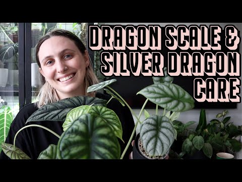 Alocasia Dragon Care 🐉 Silver Dragon & Dragon Scale Tips & Tricks