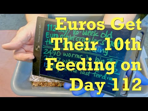 Euro nightcrawler bins get 10th feeding on day 112 - vermicompost