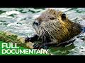 Wildlife Stories: Nature’s Greatest Engineers | Free Documentary Nature