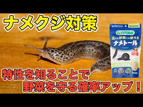ナメクジやカタツムリを自然に遠ざける方法