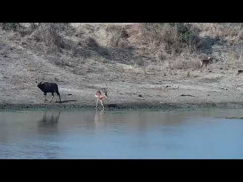 Djuma: Nyala and Impala males - 14:59 - 08/21/21