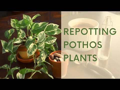 Repotting Pothos Plants - How to Repot for New Gardeners