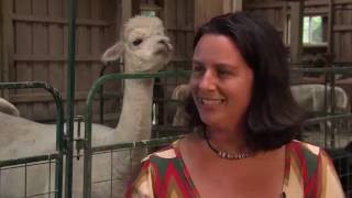 The Paw Report, Episode 607 - White Violet Farm Alpacas