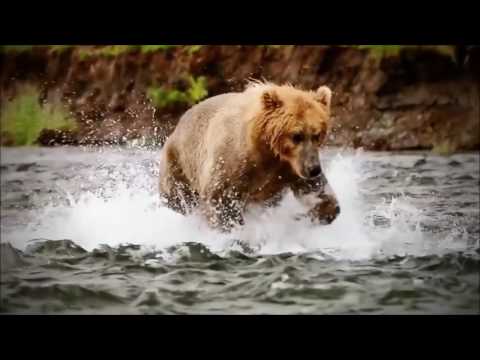 Spirit Animal ~Bear~Native American Music -Niall