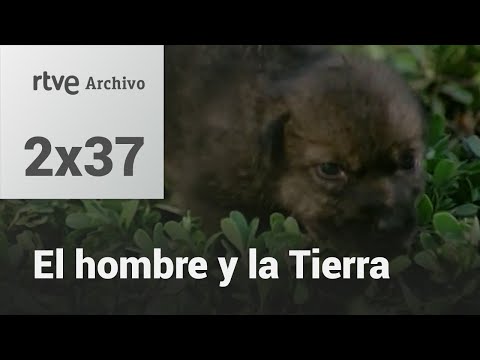 El hombre y la tierra: Capítulo 55 - El lobo | RTVE Archivo