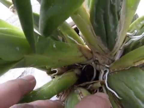 REPOTTING DEHYDRATED ONCIDIUM