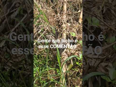 ENCONTREI UM ANIMAL MISTERIOSO EM ALDEIA 😱🌿 (Camaragibe-PE)