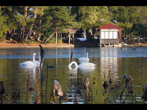 弁天潟風致公園 白鳥 2023 12 28