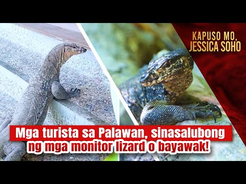 Mga turista sa Palawan, sinasalubong ng mga monitor lizard o bayawak! Kapuso Mo, Jessica Soho