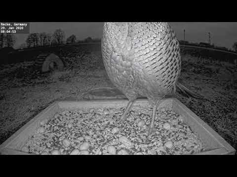 ~ Bird Feeder Germany NRW Recke - Bażant Zwyczajny ~
