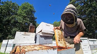 'The bees are just not surviving': Local honey producers losing colonies at alarming rate