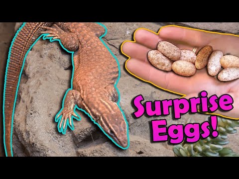 Our Ackie Monitors Laid Eggs!