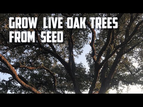 Grow Live Oak Trees From Seed