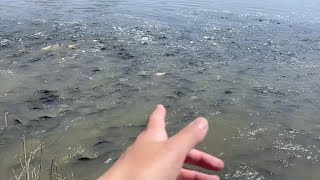 【3000匹以上】春に見られる大量の魚群がやばい
