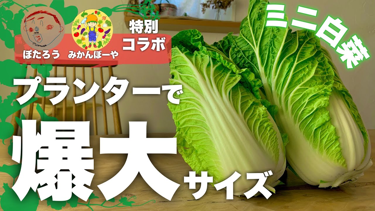 【みかんぼーや登場！】プランターで爆大サイズのミニ白菜の育て方|ミニ白菜栽培