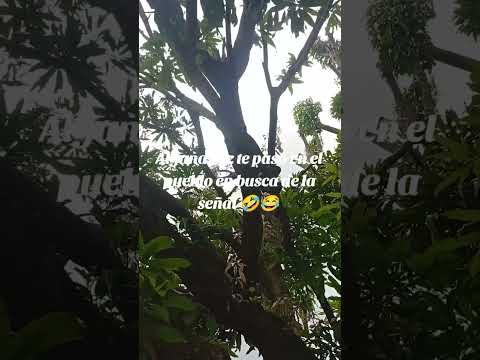 #viralvideo #humor #lifeisbutadream #monteriacordoba #comedia