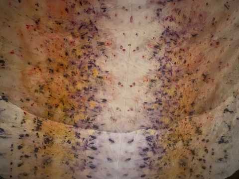 Pantharhei video