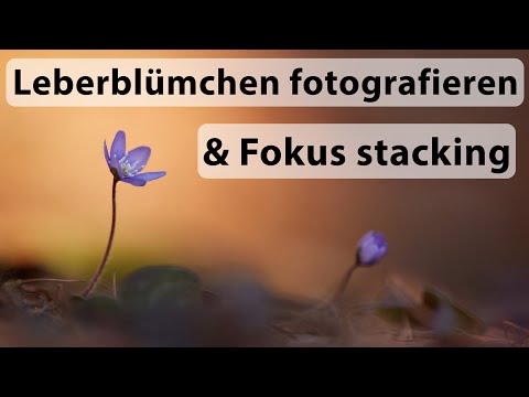 Macro photography and focus stacking (Canon R5) - Photographing liverworts