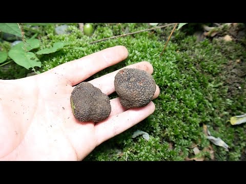 園芸 トリュフの木