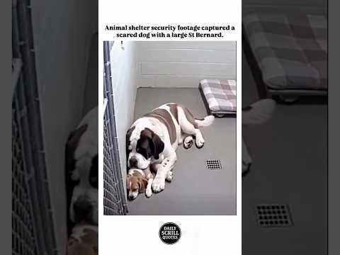 ♥️🔥 #scrillhassan #chicago  #california #detroit #funny #comedy #shorts #fyp #gfunk #dog