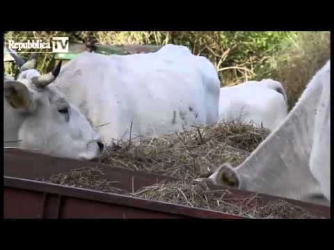 Al pascolo sulla Calvana