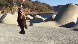 防波堤のテトラポットで穴釣りをしたらメバルが釣れました。