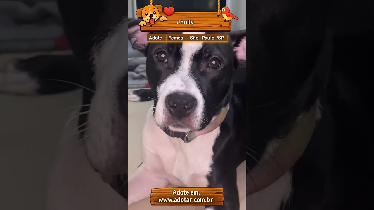 Cachorro raça Pit-Bull idade 2 a 6 meses nome Jhully