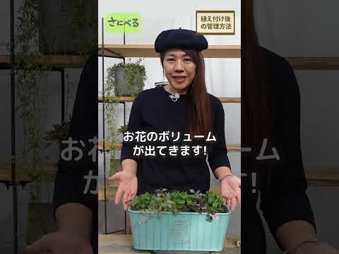 5月に菜園に何を蒔くか