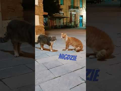Rozmowa kotów 😂 #funny #śmieszne #shortvideo #shorts #short #kot #cat #cats #koty_prikoly_rzhach