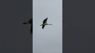 2023.05.20 但馬・こうのとりの郷公園