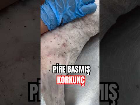 İNANILIR GİBİ DEĞİL PİRELİ KEDİ TIRAŞ EDİYORUZ !