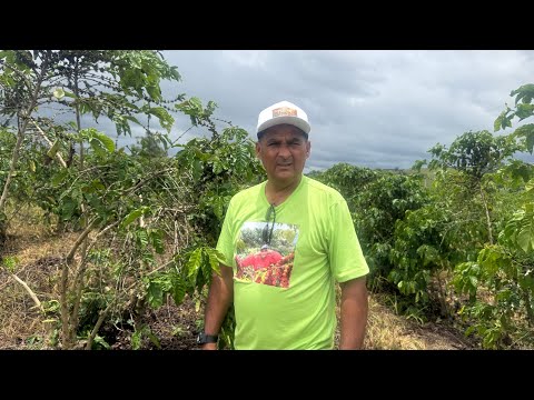 Quebra na safra de 2026 pode chegar a(50)% na colheita 