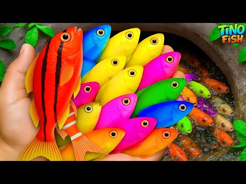 I get colorful ornamental fish in tiny pond, goldfish, platy fish, betta fish, eel, koi, baby turtle