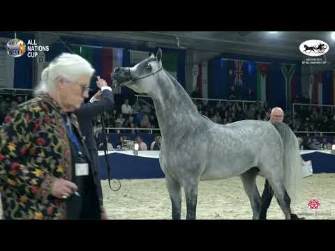 N 129 PTOLEMEUSZ   AACHEN 2022   38° All Nations Cup   Stallions 4 6 Years Old Class 10