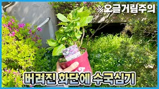 아파트 버려진 화단에 수국을 심었어요!! ※오글거림 주의!!