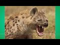 Animals Story In Kalenjin By Mr Biwott
