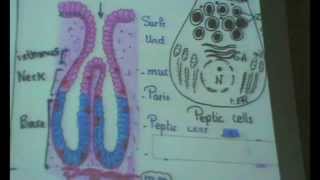 Dr.Gihan - Digestive system part 2 Part 2