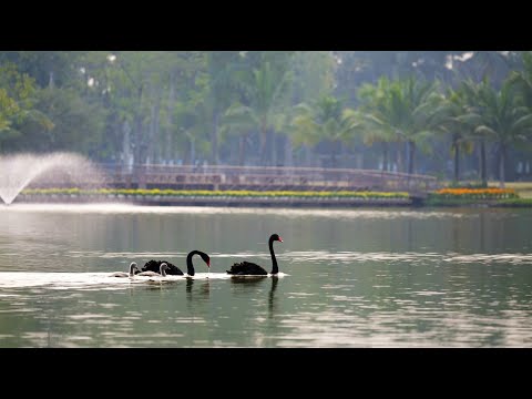 Ecopark Retreat Long An, Tuyệt tác lấy ý tưởng biệt thự giữa rừng thiên nhiên