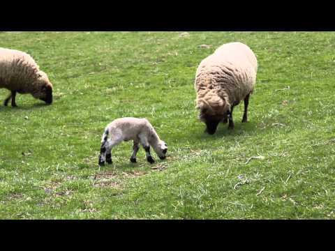 Spring Lamb at the Colonial Plantation