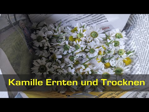 Kamille richtig ernten und lagern - Was muss ich beachten?