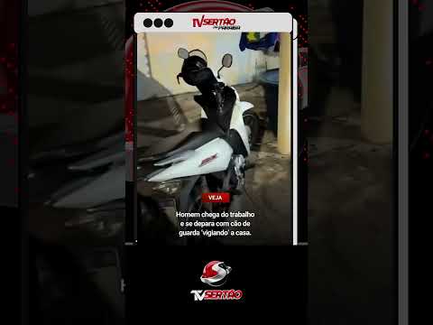 EXPECTATIVA X REALIDADE: Pitbull contratado para segurança é flagrado em sono profundo 🐶😴