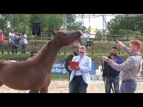 Sirja Scah Bergamo 2015