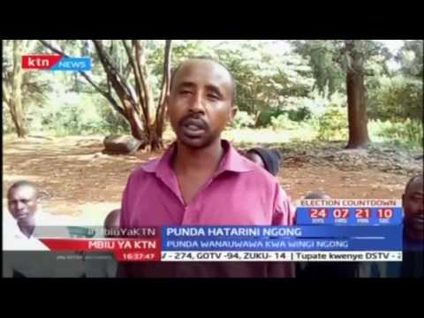 Wamiliki wa punda Ngong walalamika kwa uongezeko wa biashara ya ngozi ya punda