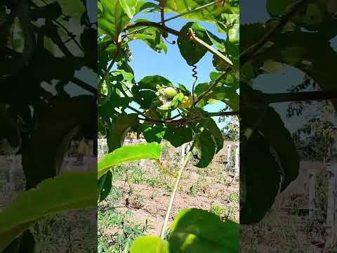 25 de julho de 2026 maracujá pingo de ouro, Pai Pedro Minas Gerais